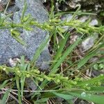 Thesium alpinum Fruit