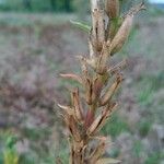 Oenothera × fallax Fruit