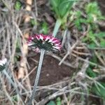 Bellis pappulosa Floare