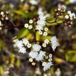 Ageratina riparia Kvet