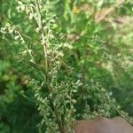 Artemisia vulgaris Frucht