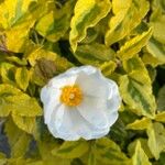 Cistus populifolius Fula
