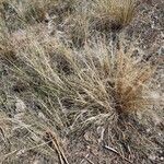 Stipa pennata Хабит