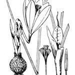 Crocus ligusticus Іншае