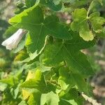 Malva acerifolia Leaf