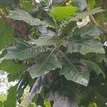 Genipa americana Лист