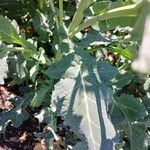 Brassica napus Φύλλο
