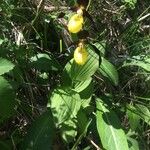 Cypripedium calceolus Habitus