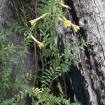 Polemonium pauciflorum Celota