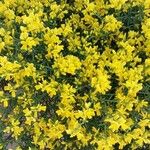 Genista lydia Lorea