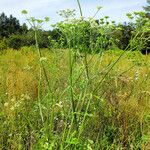 Heracleum sphondylium ശീലം