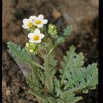 Phacelia brachyloba Συνήθη χαρακτηριστικά