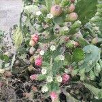 Opuntia elata Ovoce