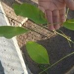 Erythrina crista-galli Leaf