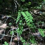 Sophora microphylla Hoja