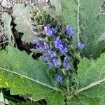 Salvia × sylvestris Blüte