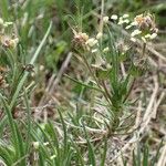 Plantago sempervirens Habit