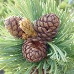 Pinus albicaulis Fruto