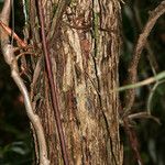 Miconia serialis 樹皮