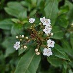 Viburnum tinus Blüte