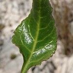 Rumex roseus Hoja