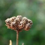 Achillea ageratum Fruit