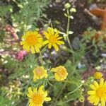 Senecio squalidus Blomma