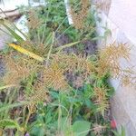 Cyperus meyenianus Λουλούδι