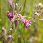 Silene bellidifolia Flower