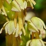 Orchis anthropophora 花