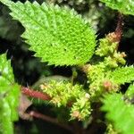 Laportea aestuans Flower