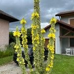 Verbascum densiflorumBlüte