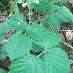 Rubus foliosus पत्ता