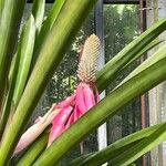 Aechmea mariae-reginae Flor