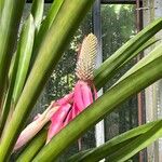 Aechmea mariae-reginae 花