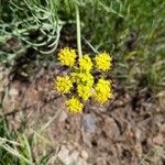 Lomatium triternatum Flower