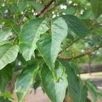 Acer cissifolium Leaf