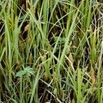 Carex paleacea Pokrój