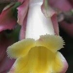 Drymonia parviflora 花