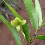 Dendrobium steatoglossum Frukto