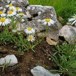 Aster alpinus عادت