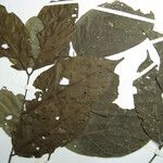 Tachigali bracteolata Máis