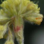 Eriogonum flavum Flower