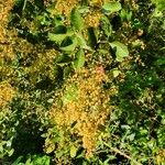Searsia natalensis Fruit