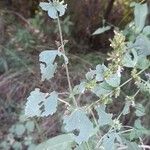 Cantinoa mutabilis Habitat