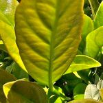 Viburnum odoratissimum Leaf
