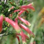 Erica discolor Flor