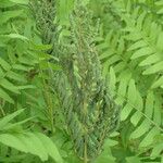 Osmunda regalis Fruit