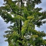 Ginkgo biloba Habit