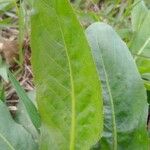 Hypochaeris chillensis Leaf